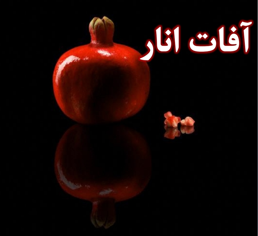 آفات انار