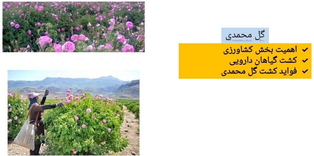 گل محمدی